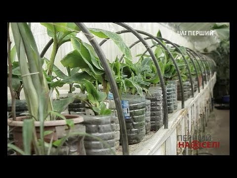 Видео: Перший на селі. Як заробити на екзотичних саджанцях?