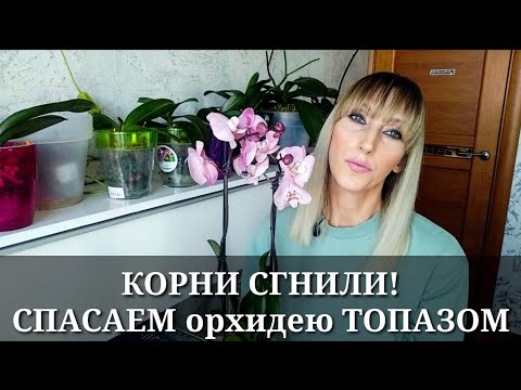 Видео: КОРНИ ОРХИДЕИ СГНИЛИ / ТОПАЗ для орхидей / Обработка, спасаем орхидею phal. ROME