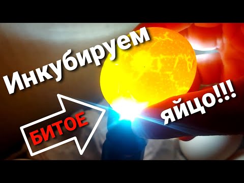 Видео: ❗ИНКУБАЦИЯ БРАКА / Инкубация треснутых яиц без ремонта и заклейки