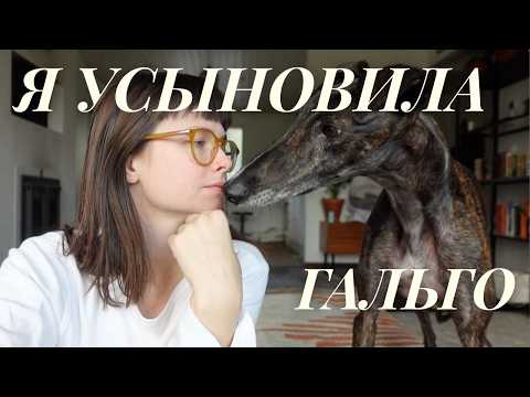 Видео: Гальго из Испании, усыновление и жизнь с двумя борзыми