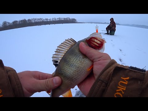Видео: Зимняя рыбалка на балансир! Ловля крупного окуня на балансир! Рыбалка на Оке 2021-2022!