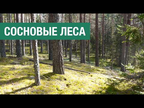 Видео: Как живут сосновые леса и как с ними обращаться