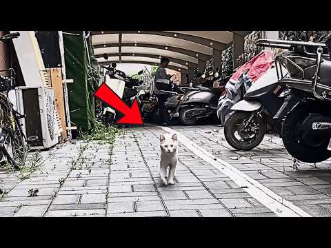 Видео: Худой дворовый кот каждый раз бежит ко мне, и я решил дать ему тёплый дом до наступления зимы.