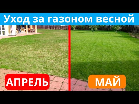 Видео: УХОД ЗА ГАЗОНОМ после ЗИМЫ❄️Уход за газоном ВЕСНОЙ🌞Весенний уход за газоном: вычесывание и аэрация.