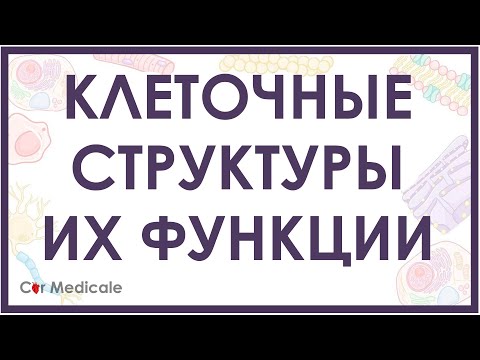 Видео: Клеточные структуры и их функции кратко (мембрана, цитоскелет, ядро, митохондрия)