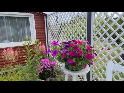 Видео: Наша Дача на севере Германии/Зарос  газон/Срезала клубнику.