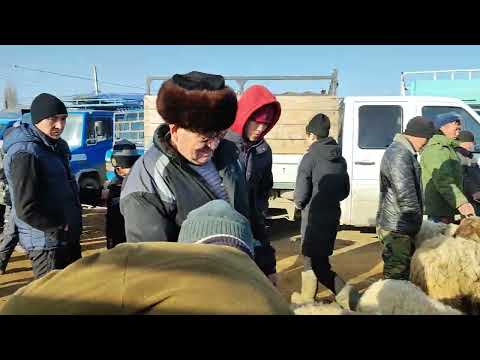 Видео: 05.03.2023 - Каракол Мал базар.