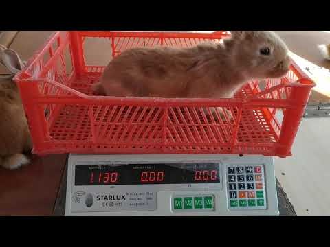 Видео: Многоплодные окролы,каков вес