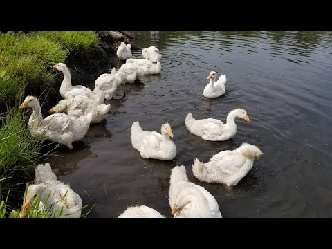 Видео: САМАЯ КРАСИВАЯ КАРТИНА ЛЕТА, ГУСИНЫЙ МОЛОДНЯК НА РЕКЕ