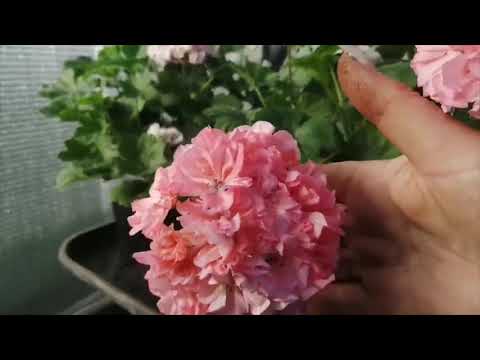 Видео: Осеннее черенкование пеларгоний