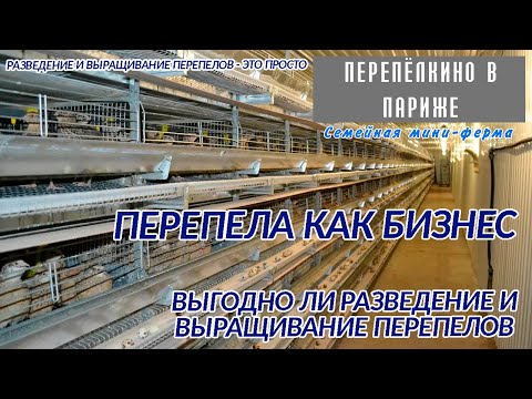 Видео: ПЕРЕПЕЛА КАК БИЗНЕС  ВЫГОДНО ЛИ РАЗВЕДЕНИЕ И ВЫРАЩИВАНИЕ ПЕРЕПЕЛОВ  ЛИЧНЫЙ ОПЫТ