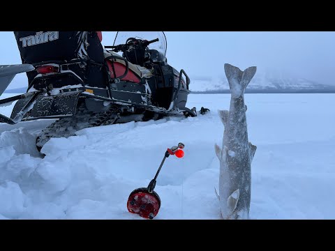 Видео: Рыбалка на Арктического гольца. Рыбалка на озере Лама (платопуторан), а также мы поймали налимов.