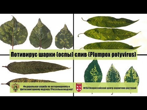 Видео: Потивирус шарки (оспы) слив (Plumpox potyvirus)