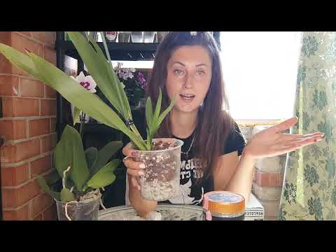 Видео: САЖАЮ Орхидею БЕЗ КОРНЕЙ для Быстрого НАРАЩИВАНИЯ НОВЫХ ЖИРНЫХ