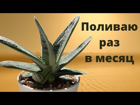 Видео: ОЧЕНЬ НЕПРИХОТЛИВОЕ РАСТЕНИЕ! Обзор на мою гастерию. Гастерия литтл варти. Гастерия и её детки!!!