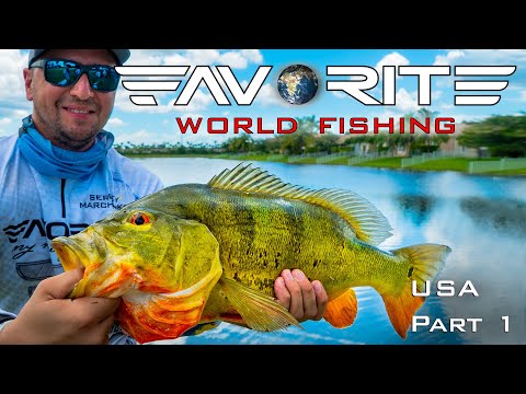 Видео: Вот это ОКУНЬ! Ловля басса и павлиньего окуня в США. День 1. Favorite World Fishing.