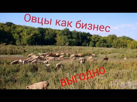 Видео: Разведение овец как бизнес | Переход на Эдильбаевскую породу овец | Овцеводство