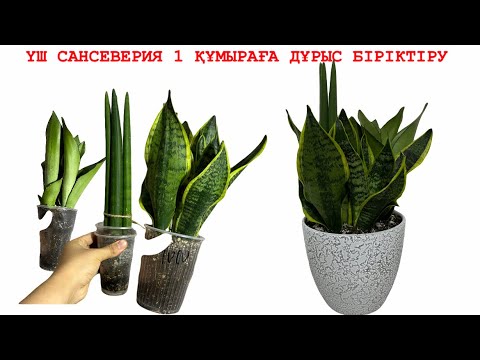 Видео: ЕНЕНІҢ ТІЛІ ГҮЛІ😀САНСЕВЕРИЯ ӘР СОРТЫН ЖИАҚТАП ОТЫРҒЫЗУ🪴#сансеверия #тещинязык