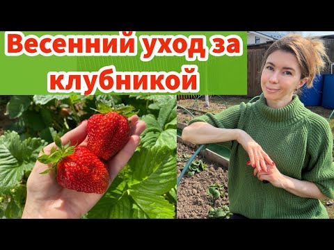 Видео: ВЕСЕННИЙ УХОД ЗА КЛУБНИКОЙ ДЛЯ ХОРОШЕГО УРОЖАЯ. Мои правила ухода за клубникой весной