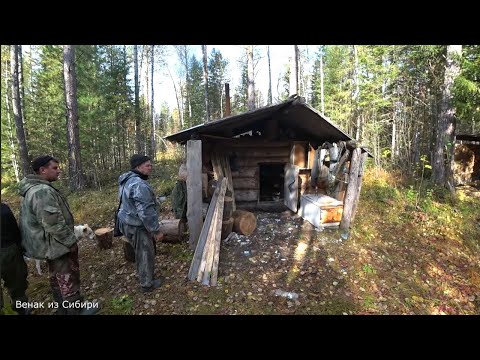 Видео: Медведь домушник разворотил все избы! Тайга, прошлогодние приключения!