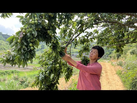 Видео: Сливы висят на дереве, как виноград, чтобы сделать фруктовый винный чай и цукаты