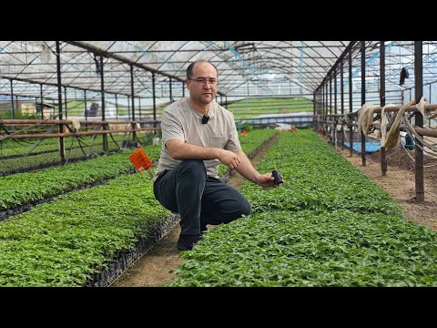 Видео: СИФАТЛИ ПОМИДОР КУЧАТИНИ ЕТИШТИРИШ СИРЛАРИ.