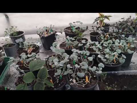 Видео: Обзор теплицы!Чем занимаюсь 💐💐💐