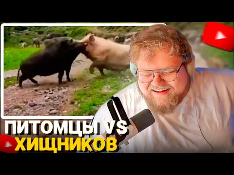 Видео: T2x2 СМОТРИТ - ДОМАШНИЕ животные против диких ХИЩНИКОВ!