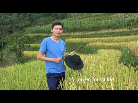 Видео: Желтый сезон в моем родном городе.  Процесс риса. Green forest life