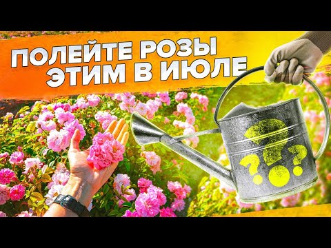 Видео: РОЗЫ НЕ ЦВЕТУТ? ГЛАВНАЯ ПОДКОРМКА РОЗ ДЛЯ ПЫШНОГО ЦВЕТЕНИЯ