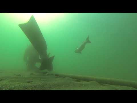 Видео: ОХОТА НА КЕФАЛЬ  2021