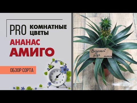 Видео: Комнатный Ананас Амиго - растение диковинка или нет?