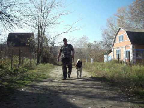 Видео: дрессировка американский акита 9 мес Тори