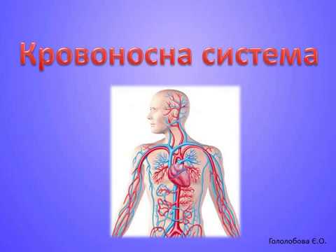 Видео: Кровоносна система 3 клас
