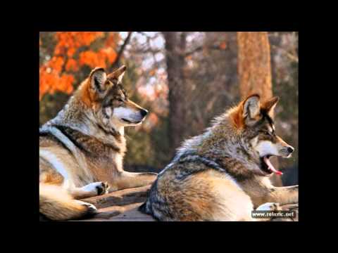 Видео: Гевал-волки