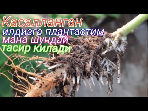 Видео: Касалланган илдизга Плантастимни кандай тасир килганини куринг