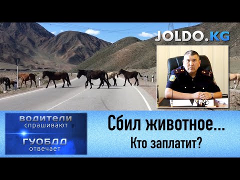 Видео: Сбил животное - кто заплатит? Водитель или хозяин животного?