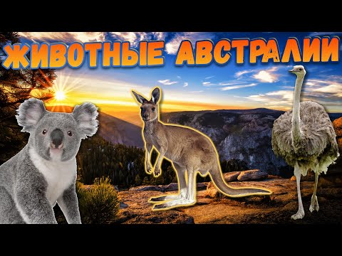 Видео: Животные АВСТРАЛИИ для детей | Изучаем животных Австралии