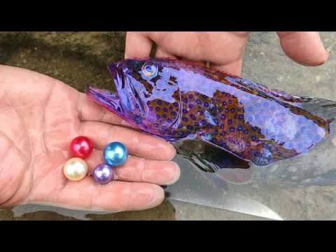 Видео: Желудок ядовитой рыбы полон жемчуга. Он съел много устриц?
