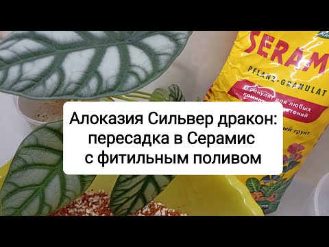 Видео: Алоказия Сильвер дракон: пересадка в Серамис с фитильным поливом