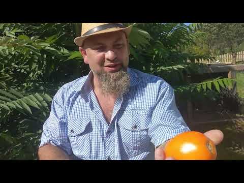 Видео: Кенигсберги братья томаты