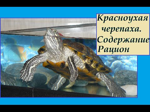 Видео: Красноухая черепаха. Основы содержания взрослых черепах.