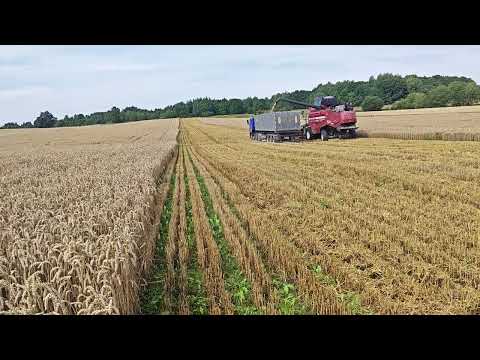 Видео: Уборка озимой пшеницы 2025. 70 ц. Сорт "Амелия".