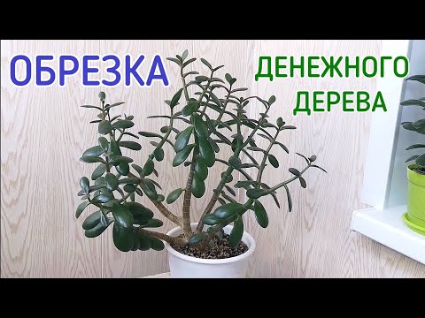 Видео: Обрезка денежного дерева (толстянки).