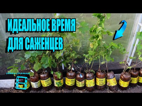 Видео: ЛУЧШЕЕ ВРЕМЯ ПОСАДКИ САЖЕНЦЕВ ВИНОГРАДА В ГРУНТ НА СЕВЕРЕ. СЕВЕРНЫЙ ВИНОГРАДНИК 23-21