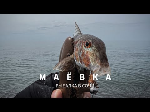Видео: Краснокнижный трофей и барабуля на микруху. Рыбалка в Сочи.