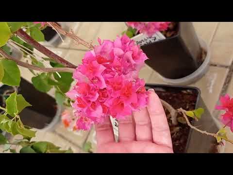 Видео: Бугенвиллия, переезд на улицу, адаптация.