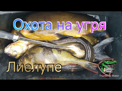 Видео: В поисках трофея #8 | Река Лиелупе | Подводная охота|