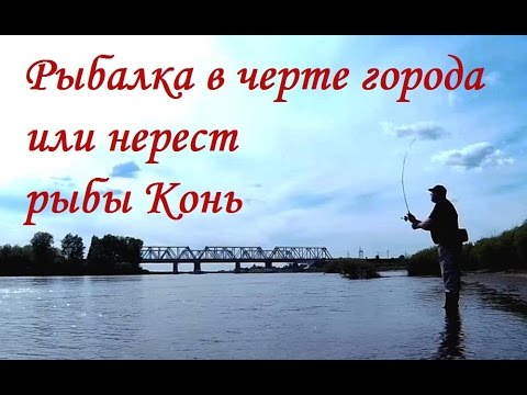 Видео: Рыбалка в черте города, или нерест рыбы Конь FISHINGALTSEV