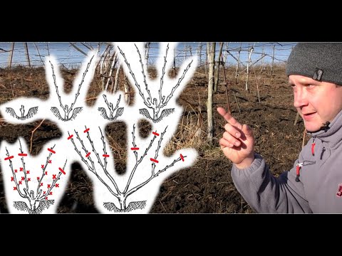 Видео: Однолетний, двухлетний и трехлетний куст винограда | Обрезка и укрытие винограда на зиму